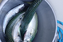 Belle pêche